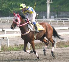 Japan's popular racehorse Haruurara